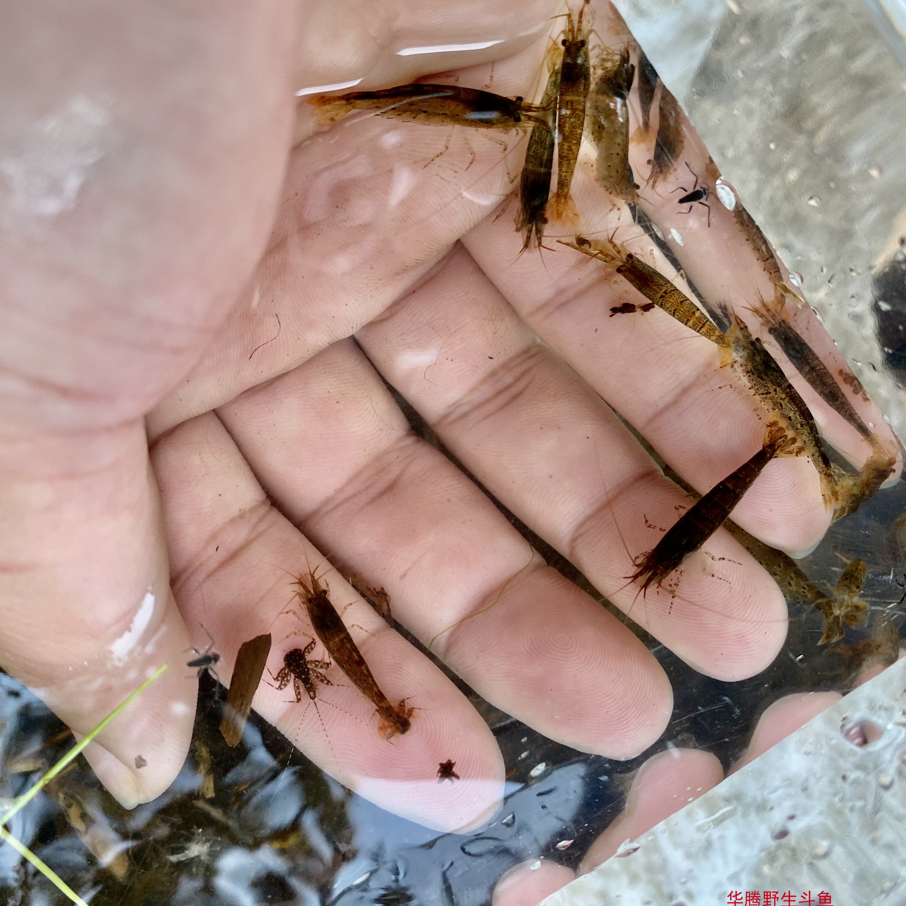 原生态山坑黒壳虾活体观赏淡水草缸清洁杂质工具除藻虾活体鱼饲料-封面