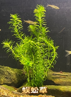 包邮原生蜈蚣草水芙蓉槐叶萍红毛丹帮助净化水质好养耐活懒人阴性