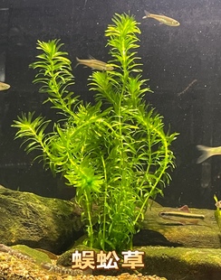 包邮原生蜈蚣草水芙蓉槐叶萍红毛丹帮助净化水质好养耐活懒人阴性