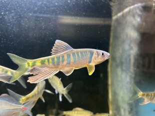 原生溪流长鳍鱲溪流桃花鱼群游淡水观赏耐活冷水混养不加温
