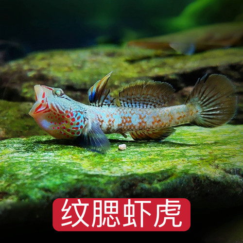 原生态小型淡水好养虾虎鱼