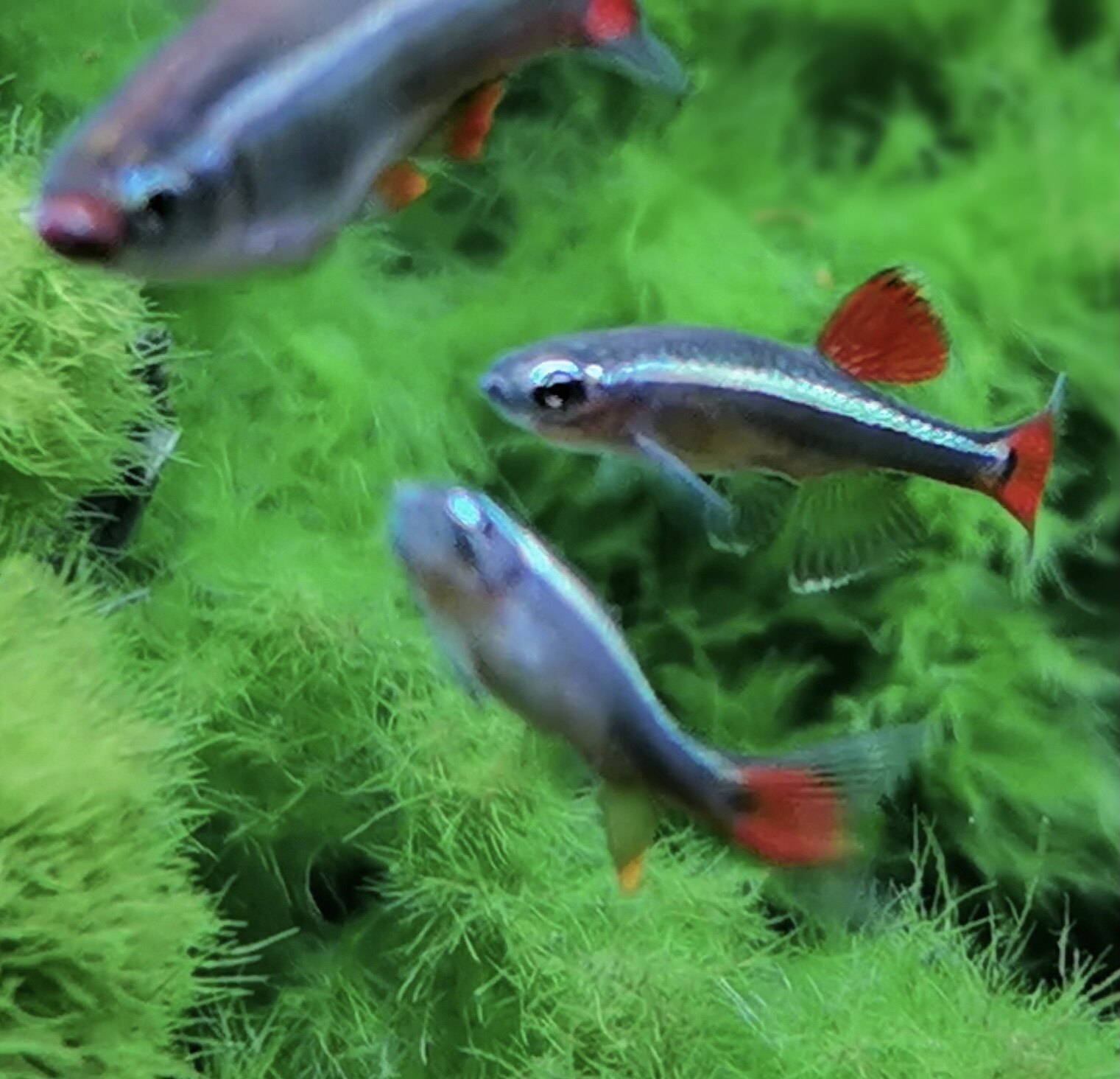 白云金丝中华青鱂蓝眼睛小灯科类观赏淡水草缸群游好养耐活不加温