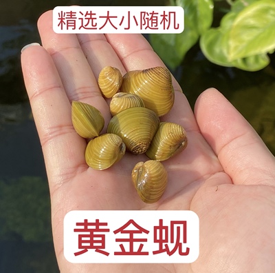 溪流黄金蚬河蚬河蚌净化水质