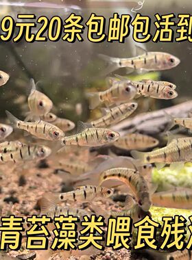 原生态条纹活体好养冷水鱼推荐