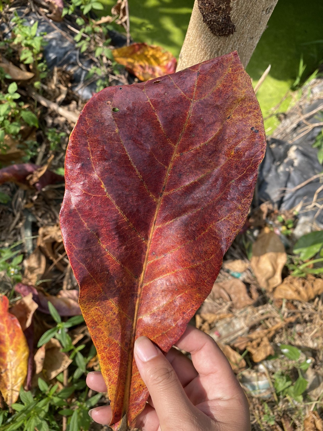榄仁叶降低ph值抑制细菌老水调酸优化水质抗菌养水养鱼用品
