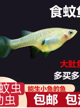 胎生食蚊鱼大肚鱼吃蚊虫幼虫耐低温耐高温不需打氧室内外鱼