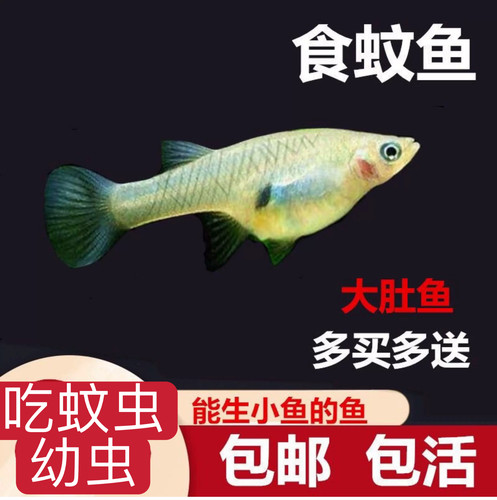 胎生食蚊鱼大肚鱼吃蚊虫幼虫耐低温耐高温不需打氧室内外鱼