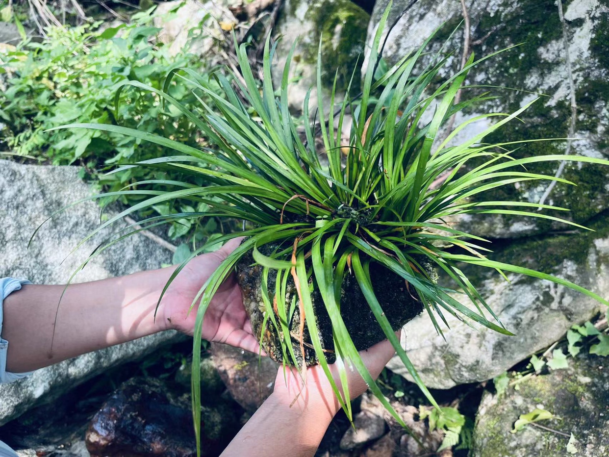 石菖蒲鱼池假山溪流庭院原生缸