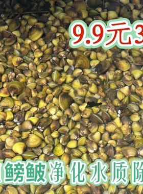 黄金蚬 活体淡水冷水小河蚌 河蚬净化水质繁殖鳑鲏除绿藻底层好养