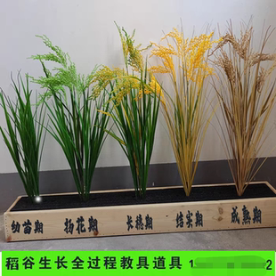 高仿真稻穗稻谷水稻大麦麦穗  假花植物麦田稻田装饰道具稻谷教具