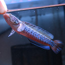 幻彩红宝石酒红雷龙鱼苗金石幻彩jk红坦克雷龙合集新手 包邮