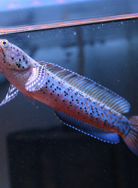 幻彩红宝石酒红雷龙鱼苗金石幻彩jk红坦克雷龙合集新手包邮