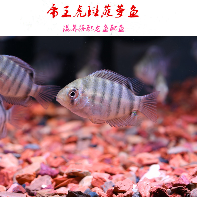 卡瑞尔帝王虎斑菠萝鱼龙鱼配鱼淡水热带观赏鱼宠物水族活体包邮