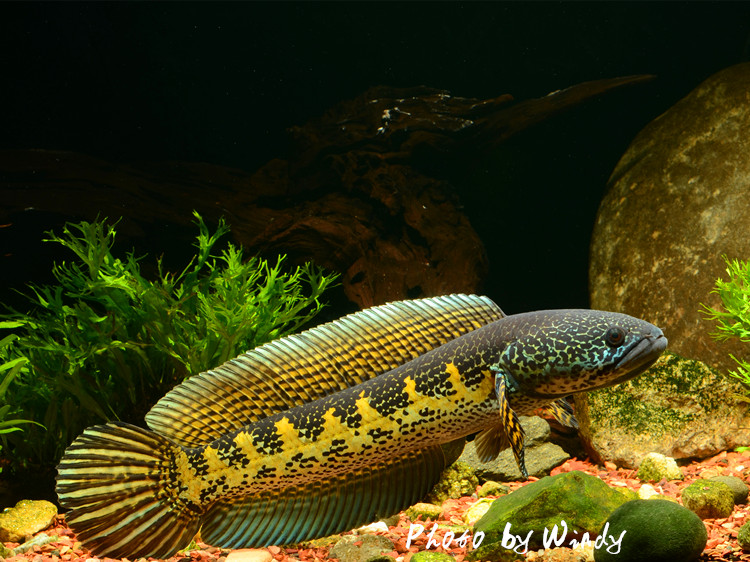 现货橙斑鳢黄金眼镜雷龙鱼宠物水族活体淡水热带观赏鱼中大型单养