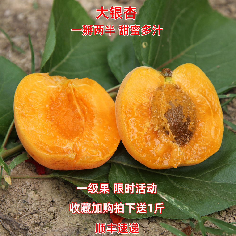大银杏新鲜水果杏子陕西临潼特产当季甜核杏现摘大黄杏子露天大果