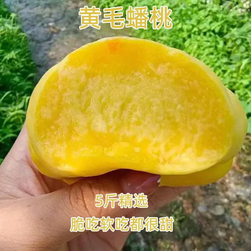 【又大又甜】【老少皆宜】黄毛蟠