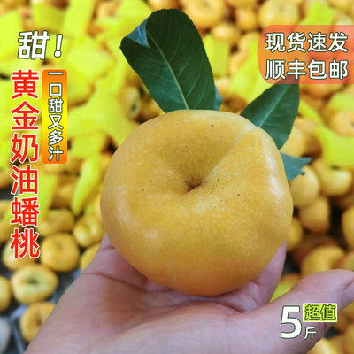 【香甜爆汁】【陕西】黄金油蟠桃