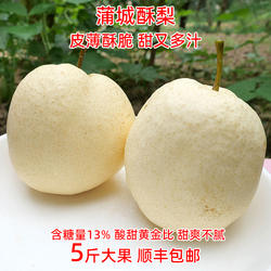 蒲城酥梨新鲜水果梨子陕西当季鲜梨大果脆甜多汁老树现摘现发顺丰