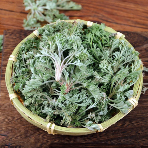 野生湿茵陈苗新鲜食用白蒿