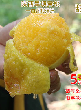 陕西旱塬黄桃现摘香甜5斤装