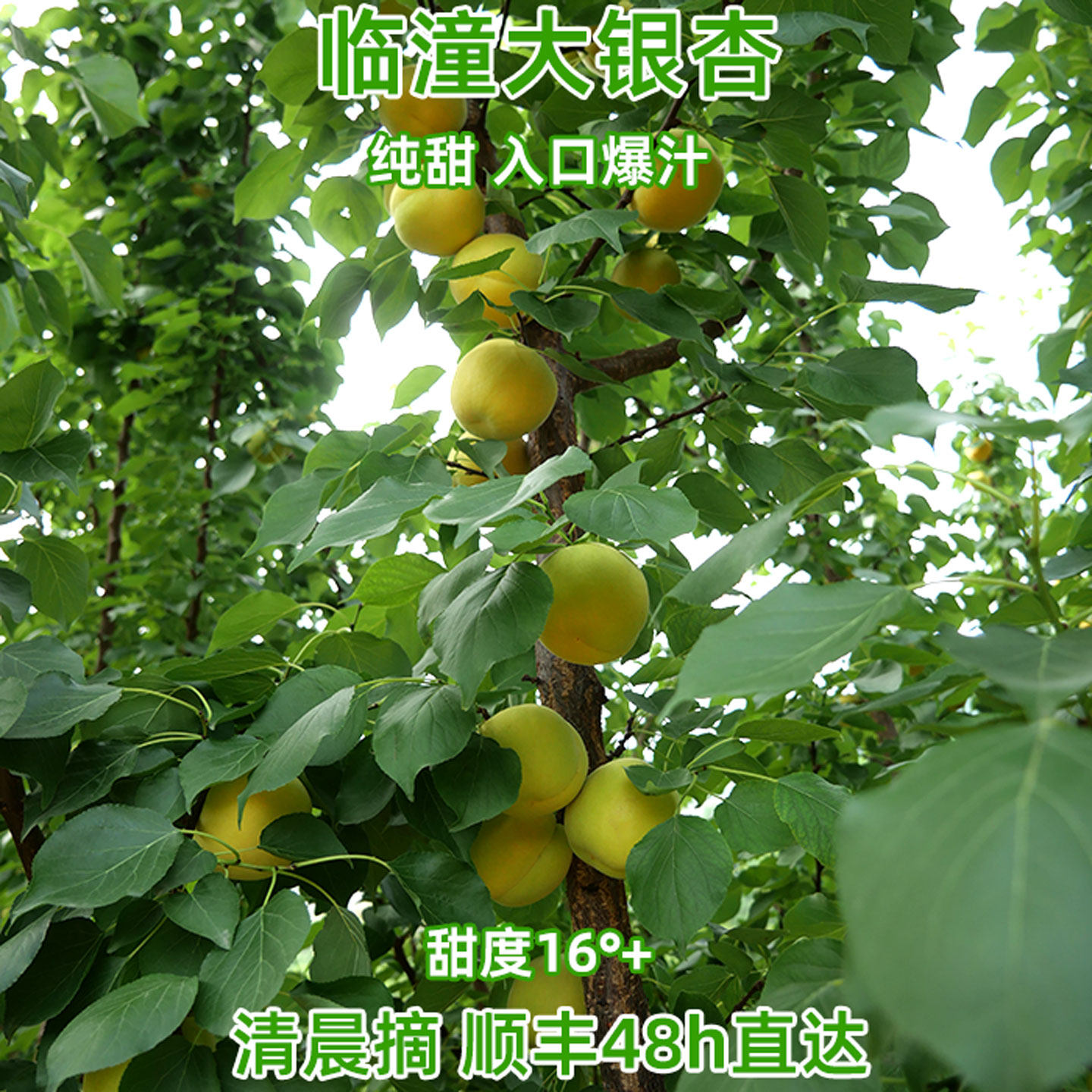 大银杏新鲜水果杏子陕西临潼特产蜜甜多汁大黄杏正品现摘现发顺丰