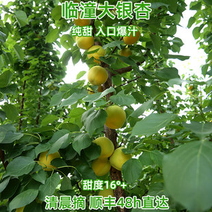 大银杏新鲜水果杏子陕西临潼特产蜜甜多汁大黄杏正品现摘现发顺丰
