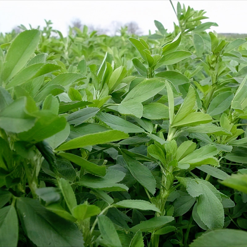 野生新鲜食用野菜草头菜苗