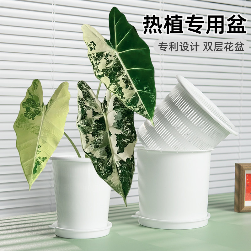 美莳双层热植专用花盆青山盆彩叶芋绿天鹅绒海芋花烛控根透气套盆图片