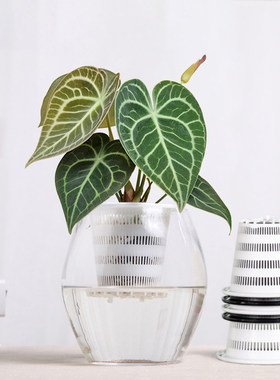 美莳水培篮定植器水培加深塑料