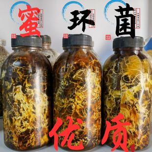 优质天麻水剂枝条密环菌 猪苓密环菌 天麻硕果萌发菌新鲜天麻种子