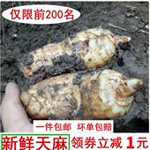 生天麻冬麻新鲜天麻生天麻干天麻非云南昭通小草坝天麻5 7个每斤