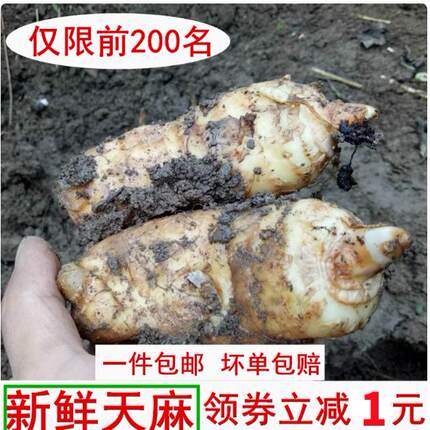 生天麻冬麻新鲜天麻生天麻干天麻非云南昭通小草坝天麻5-7个每斤