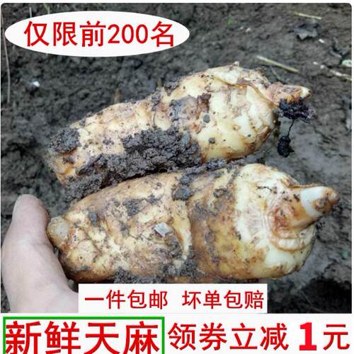 生天麻冬麻新鲜天麻生天麻干天麻非云南昭通小草坝天麻5-7个每斤