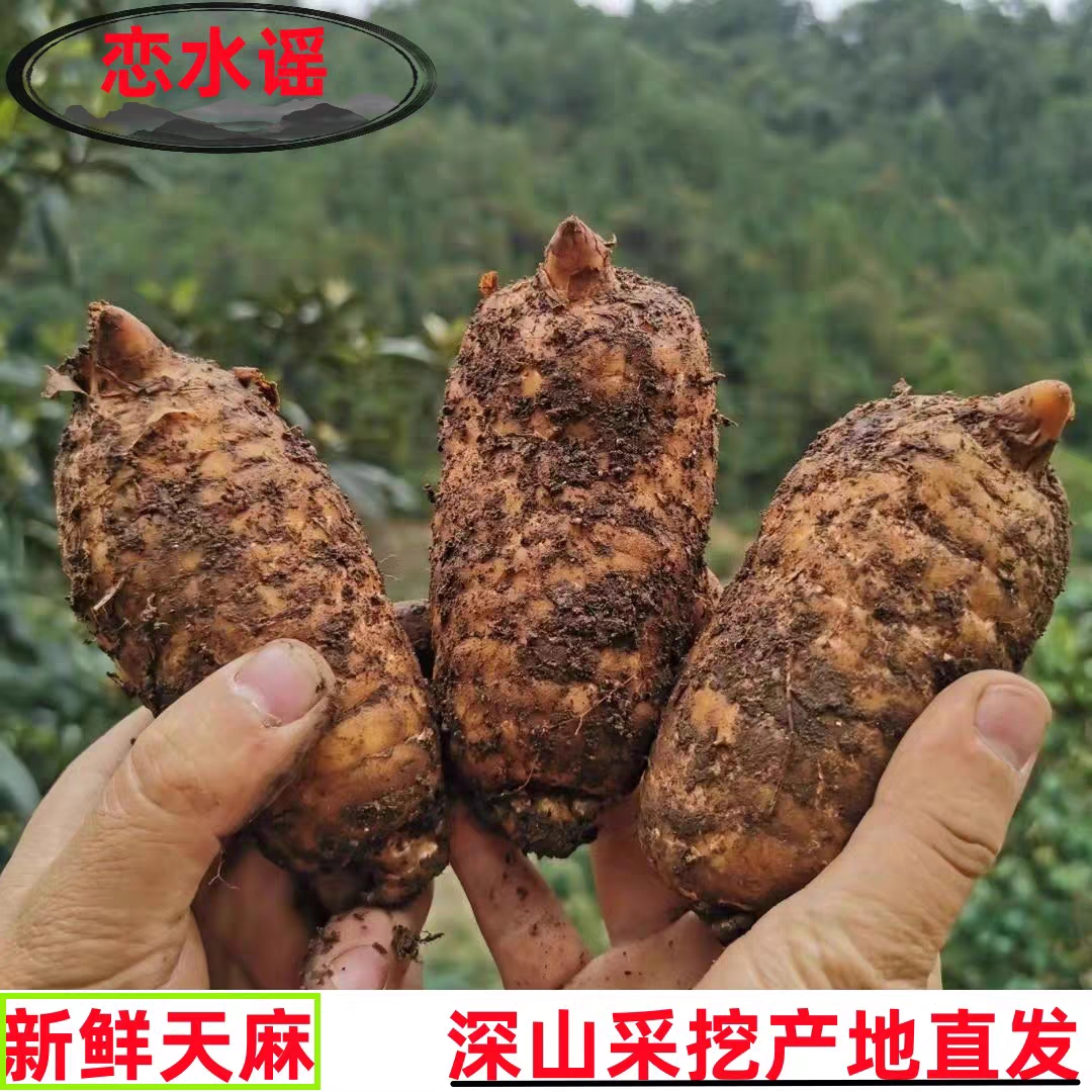 生天麻冬麻新鲜天麻生天麻干天麻非云南昭通小草坝天麻5-7个每斤