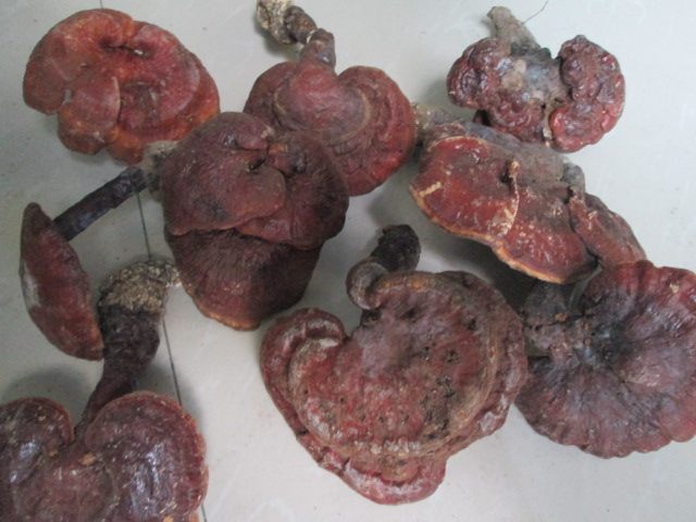 不好包退伏牛山赤灵芝灵芝保健送礼佳品1斤包快递