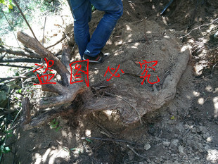 新鲜现采伏牛山猕猴桃根 雄洋桃根现挖现发猕猴桃根杨桃根