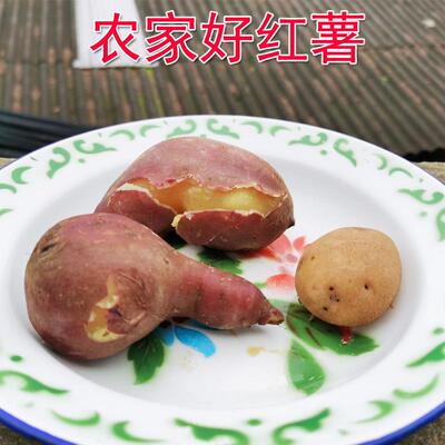 板栗番薯陕西粉面香甜蜜薯农家