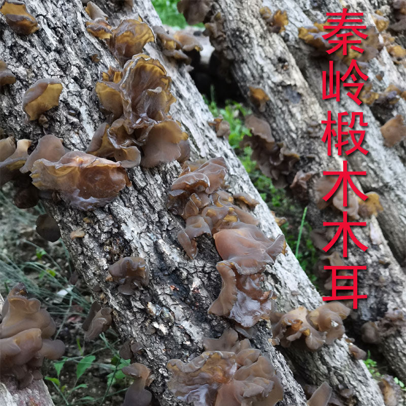 陕西特产秦岭椴木木耳干货山珍250g大山春木耳软糯大耳朵无根