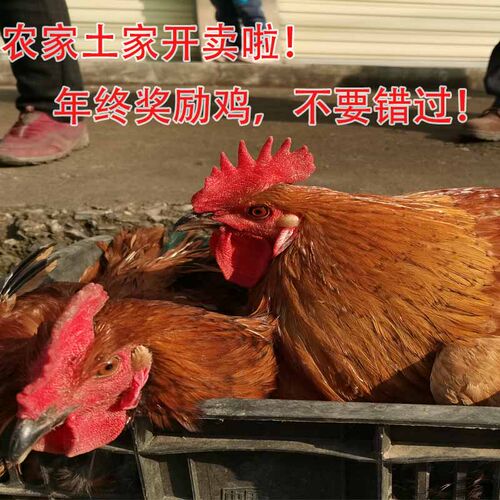 秦巴农家散养土鸡粮食鸡长时间饲养跑山鸡一斤