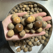 陈化老籽贝叶棕手串原料原籽20 菩提根原料 大个风化菩提根 25mm