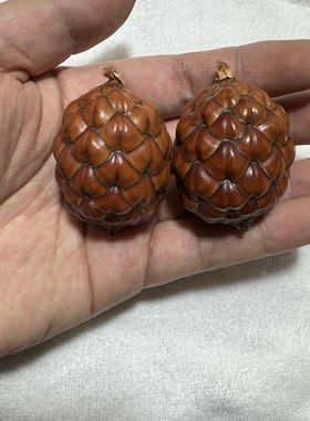 铁树籽菩提子铁树果龙鳞果