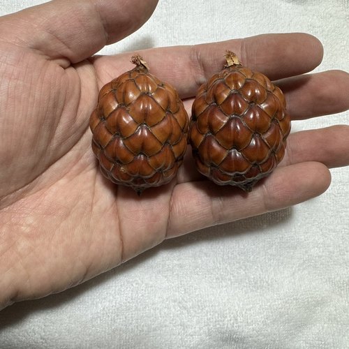 铁树籽菩提子铁树果龙鳞果