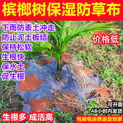 槟榔树苗果树小苗盖槟榔头保湿布槟榔防草地膜种槟榔树防草布批发