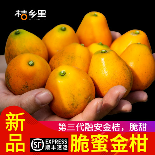 金柑价格 金柑图片 星期三