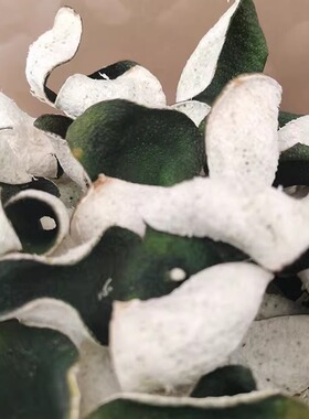 正宗新会陈皮2025年青柑皮自然生晒传统干仓储存香气浓郁原头发货