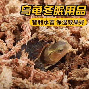 乌龟冬眠用品箱黄缘龟巴西龟火焰苔藓半水龟过冬垫材智利水苔爬宠