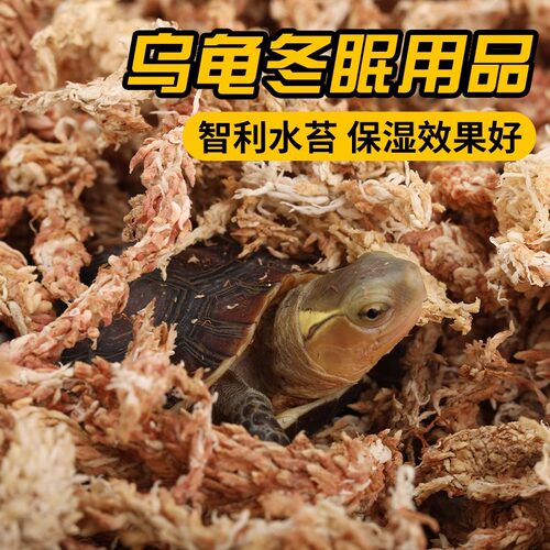乌龟冬眠用品箱黄缘龟巴西龟火焰苔藓半水龟过冬垫材智利水苔爬宠