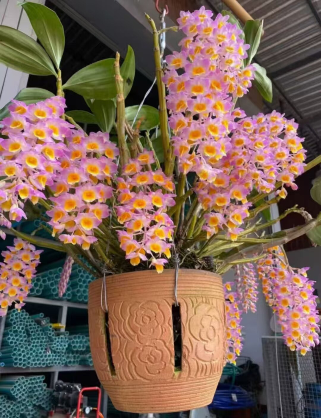 原生品种红灯笼石斛开花漂亮叶子肥厚带盆种活发货