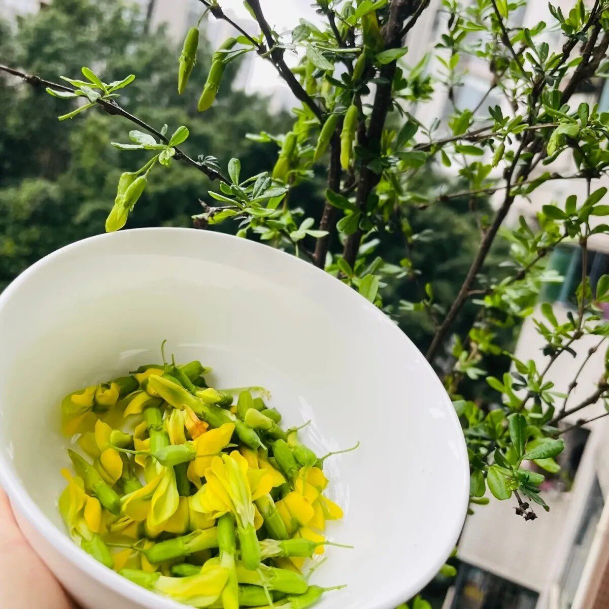 正品金雀花苗盆栽阳台庭院种植花卉云南阳雀花根南雀北雀红头小花