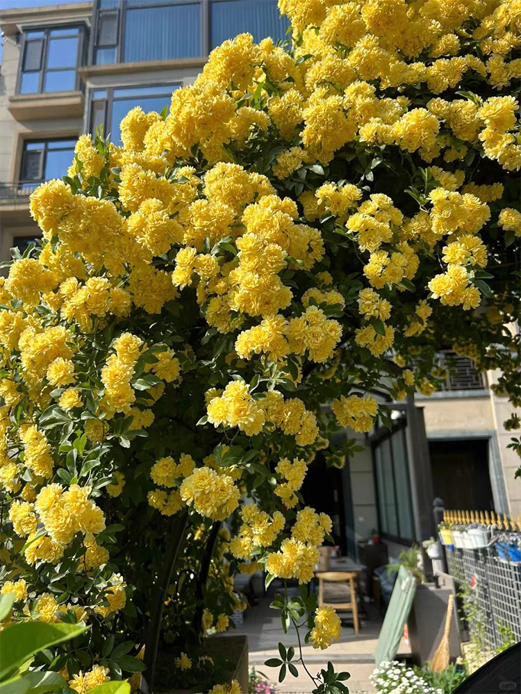 黄木香花苗盆栽大苗浓香花卉七里香阳台庭院爬藤垂吊植物老桩四季图片